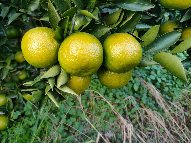 温州瓯柑 新鲜瓯柑温州特产农家苦柑苦橘苦桔欧柑果 小果(1斤6-7个