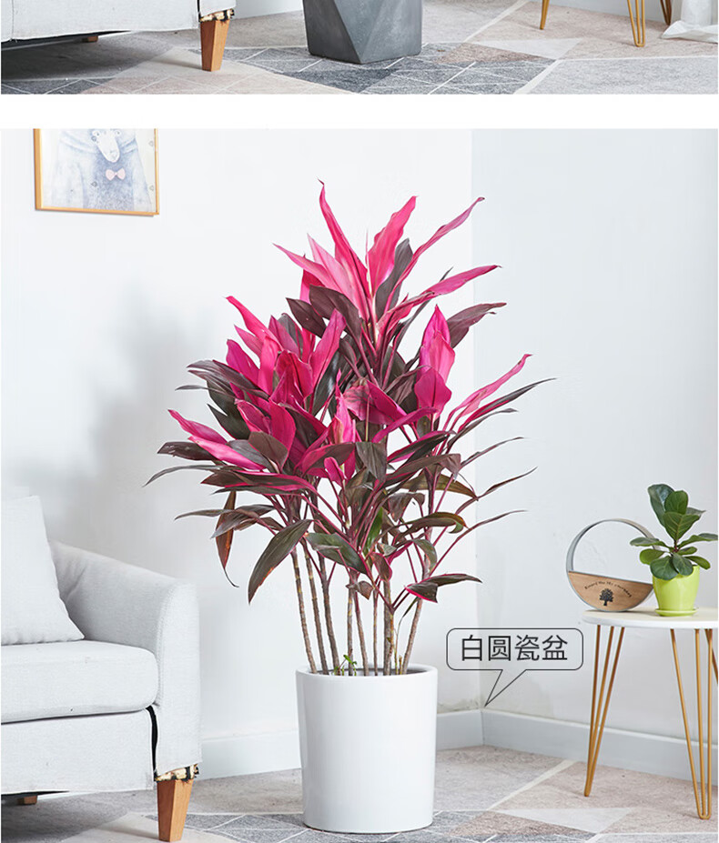 客厅卧室观叶盆景花卉红叶铁好养植物 红叶朱蕉60-80cm【手工编织篮】