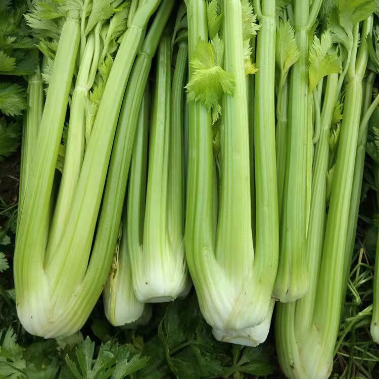 芹菜西芹小芹菜当季蔬菜新鲜嫩芹菜芹菜批发新鲜西芹山东西芹5斤实惠