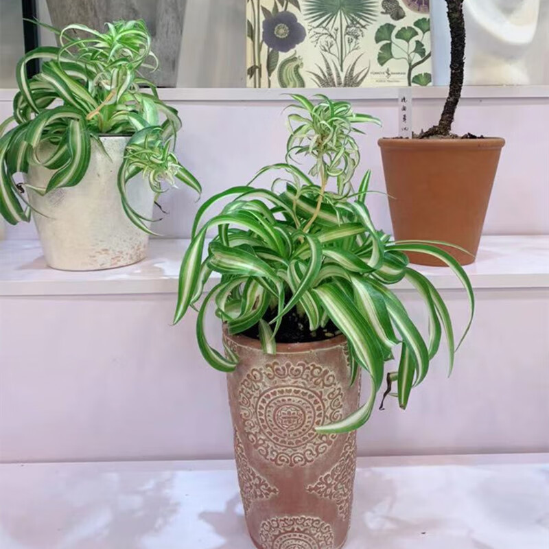 油画吊兰一盆(6~9株) 含盆【图片 价格 品牌 报价】-京东