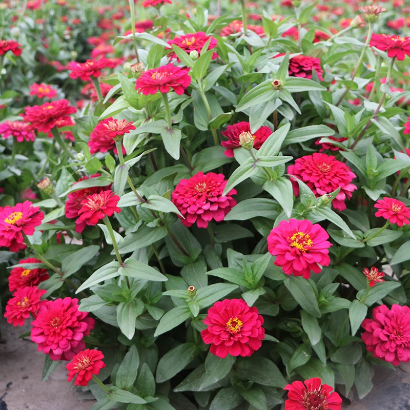 百日草种子百日菊花籽花种四季室外易活百日草花种子杭情黄色百日草