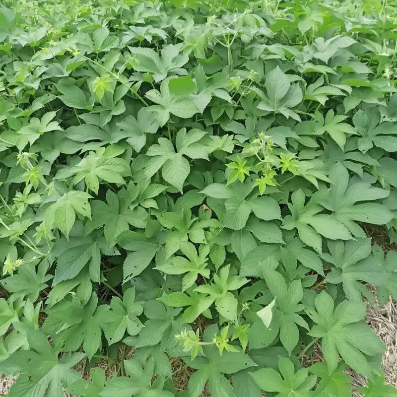 伟博新鲜葎草拉拉秧藤五爪龙勒草葛葎草割人草中药材干品批 【新鲜整
