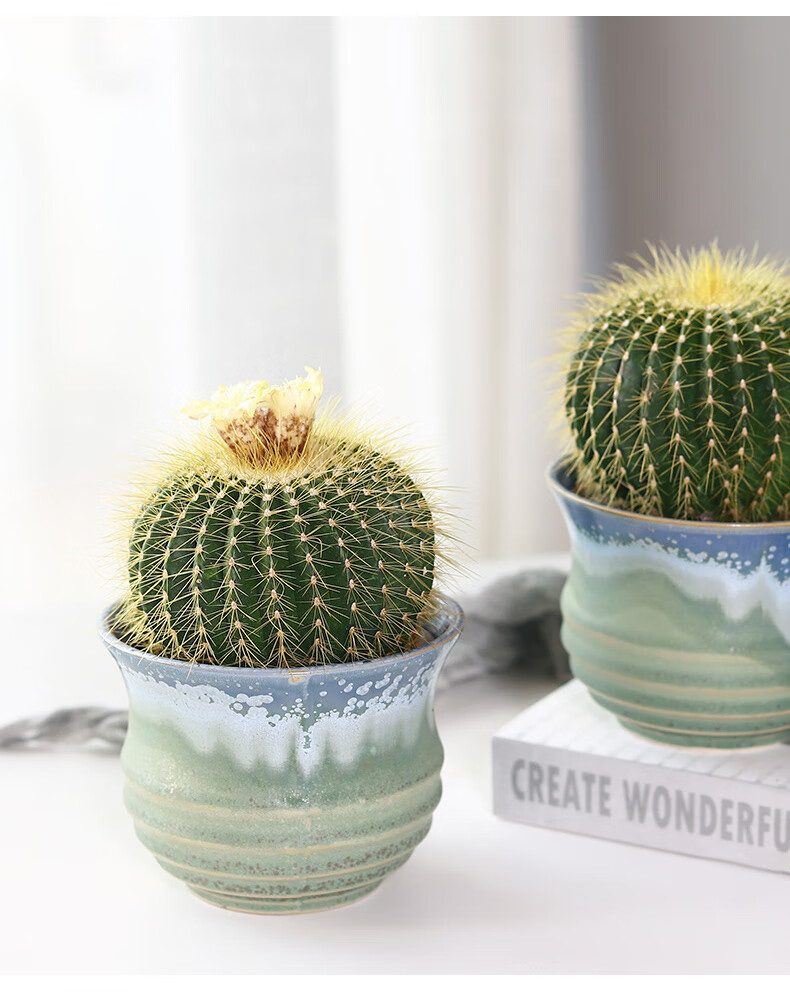 金冠仙人球盆栽室内仙人掌桌面大颗多肉植物开花品种金冠直径810cm原