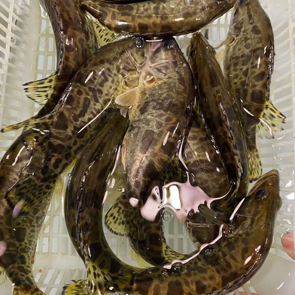 正宗纯大鳜鱼鲜活活鱼波纹鳜淡水鱼新鲜季花鱼现杀发货1斤