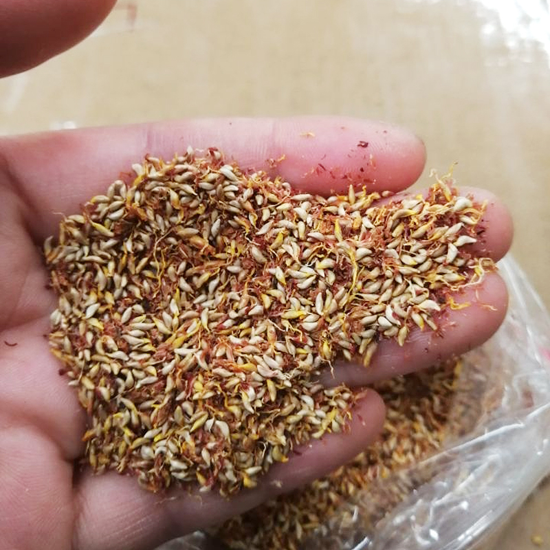 【会员订制】冰粉籽250手搓冰粉商用气泡凉粉不用石灰送纱袋【图片 价