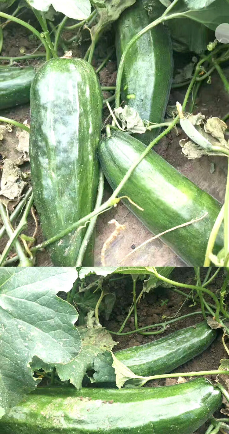 黑皮棱子酥酥脆菜瓜脆瓜种籽春夏秋播蔬菜籽 酥脆爽口早熟易种孑 黑皮