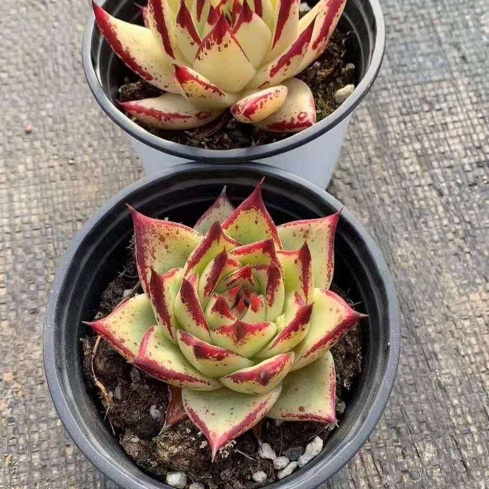 朵芮蜜黄皮乌木多肉植物盆栽 黑檀汁加州黄皮乌木肉肉花圃 血色罗宾4