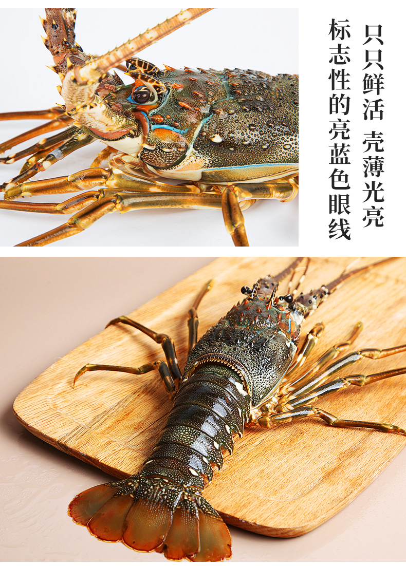 活鲜深鲜猫东南亚鲜活小青龙虾200300g1只装大龙虾仔海鲜水产鲜活发货