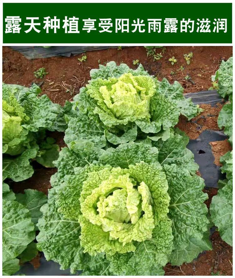 青麻叶白菜新鲜贵州火锅大白菜批发蔬菜现摘青麻菜老品种露天青菜麻叶