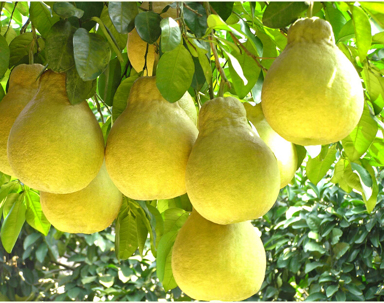 贵州农家新鲜老品种鲜甜沙田柚子精选10斤非梅州容县沙田柚贵州新鲜