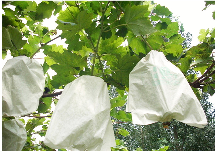 水果虫护套半透明葡萄套袋专用袋莲雾保护虫雨鸟包装果袋纸袋子果树