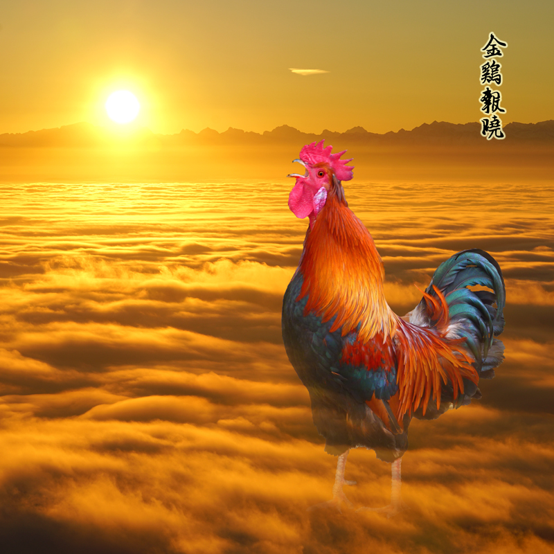 金鸡冠的公鸡封面图片