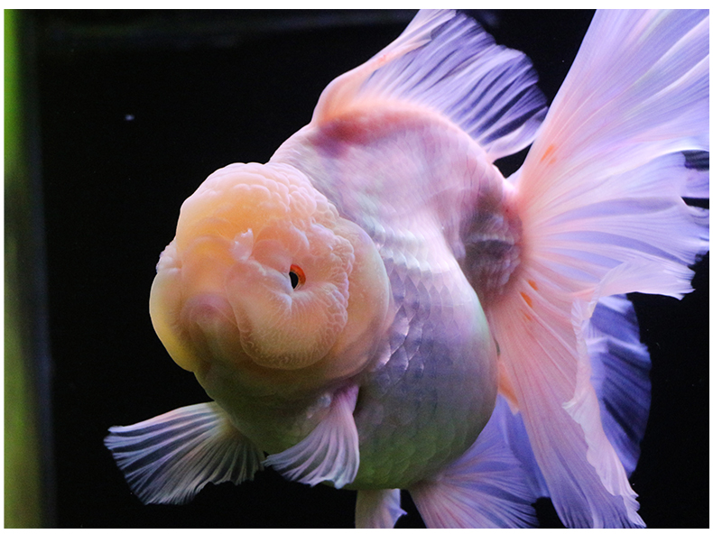 族萃进口百褶裙精品泰狮f1金鱼活体观赏鱼原泰冷水新手活鱼渔场进口