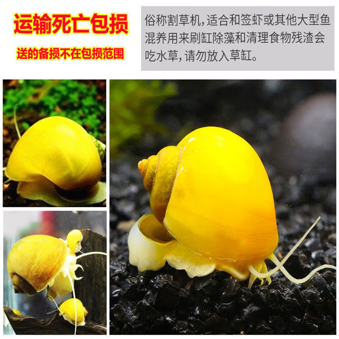 黄金螺观赏螺吃鱼屎活体除藻螺鱼缸清洁螺吃鱼屎工具螺淡水繁殖螺大号