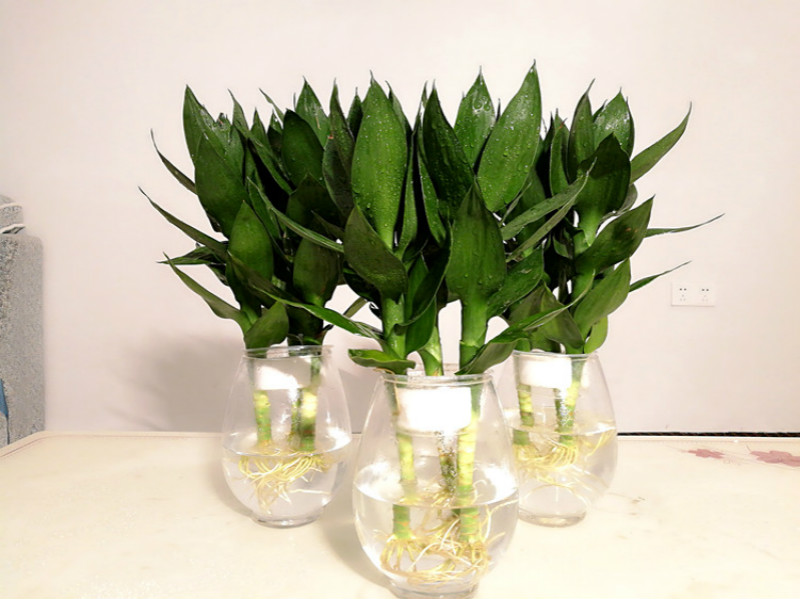 现货 观音竹水培植物室内客厅水养花竹盆栽花卉绿植办公室 观音竹3支