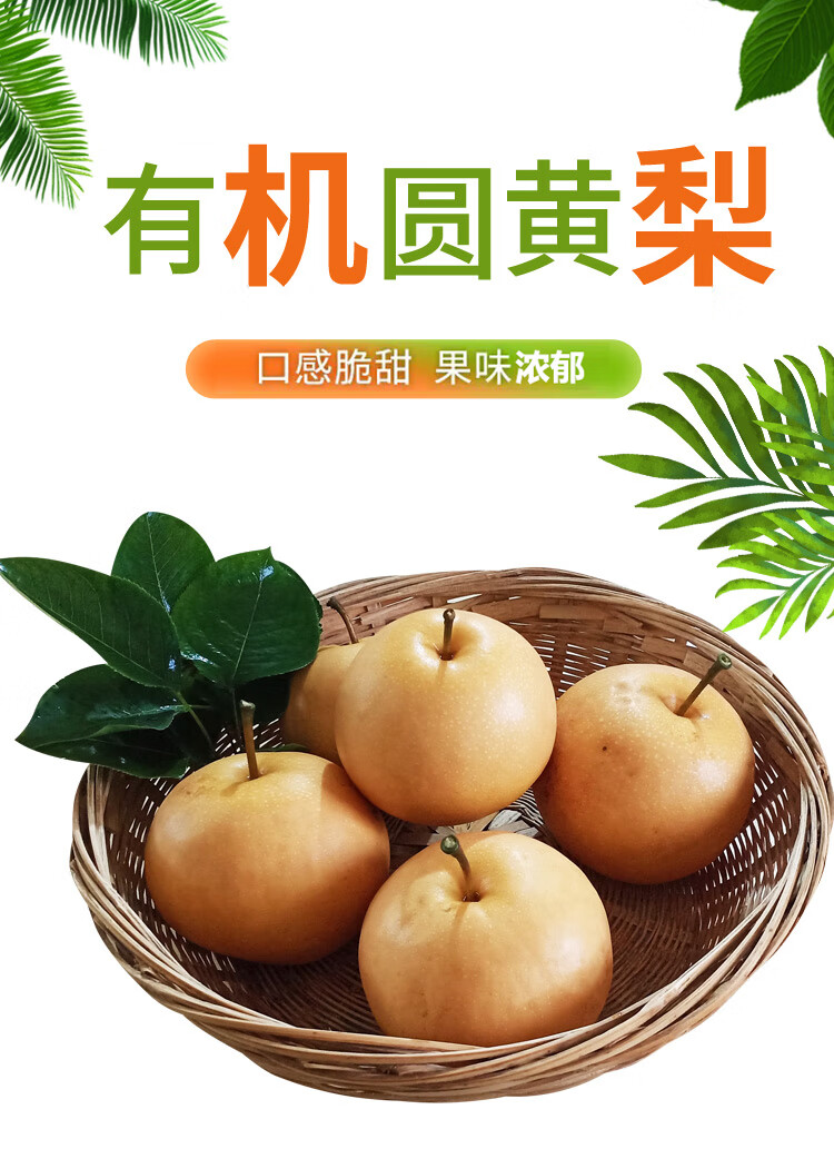 雉康 河南小空山有机圆黄梨 应季生鲜当季新鲜有机水果 果香多汁口感