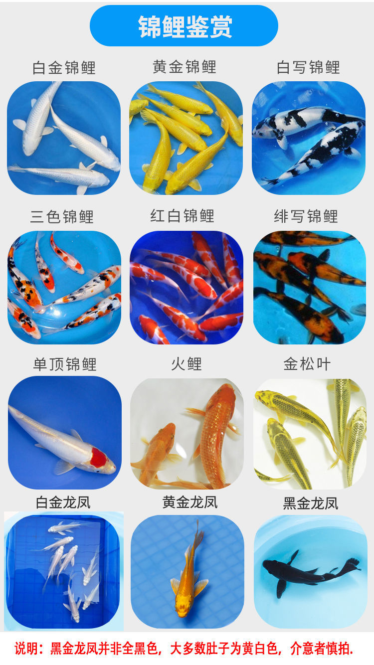 宝熙 豆乐奇(douleqi) 更多>>品牌: hkml 商品名称:小金鱼观赏鱼小鱼