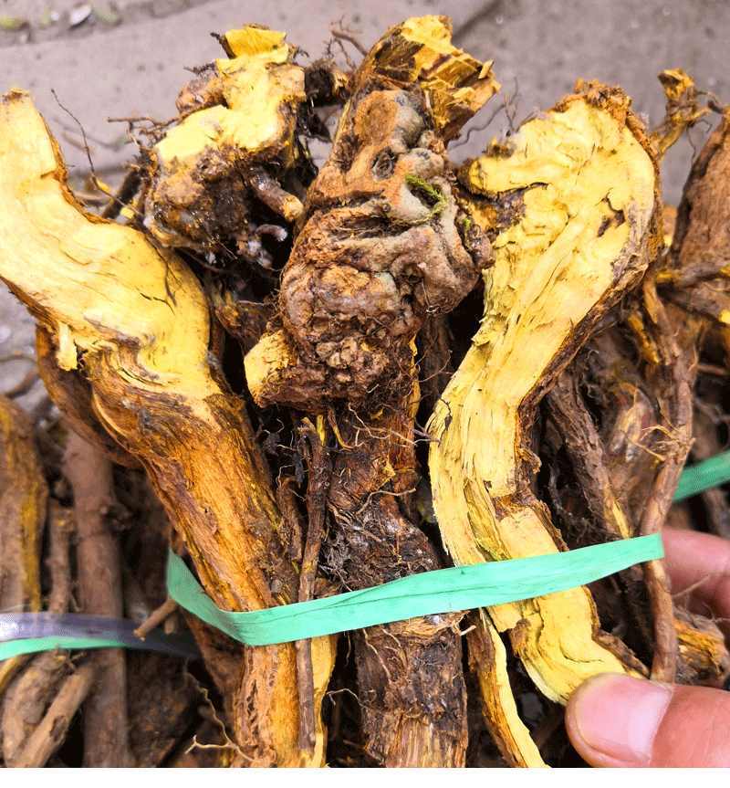 三代采药人纯三颗针刺黄连铜针刺钢针刺土黄连500克