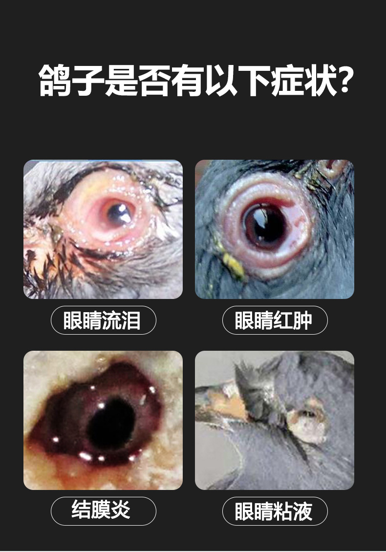 鸽子药物中毒症状图片图片