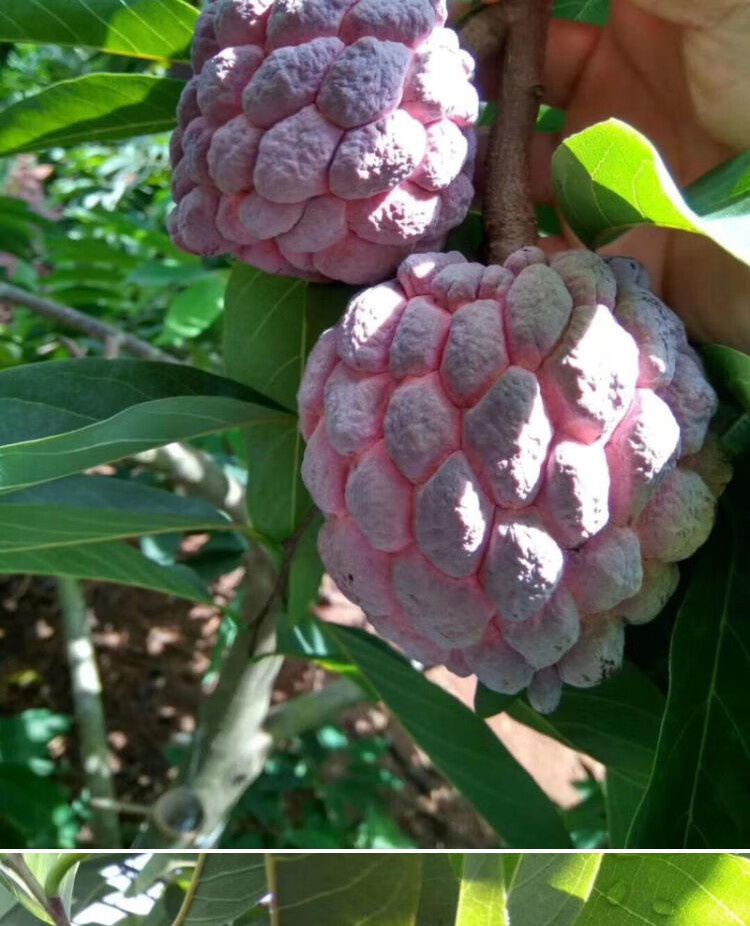 潮苑 红释迦果佛头果 广东特产 5斤优鲜【图片 价格 品牌 报价】-京东