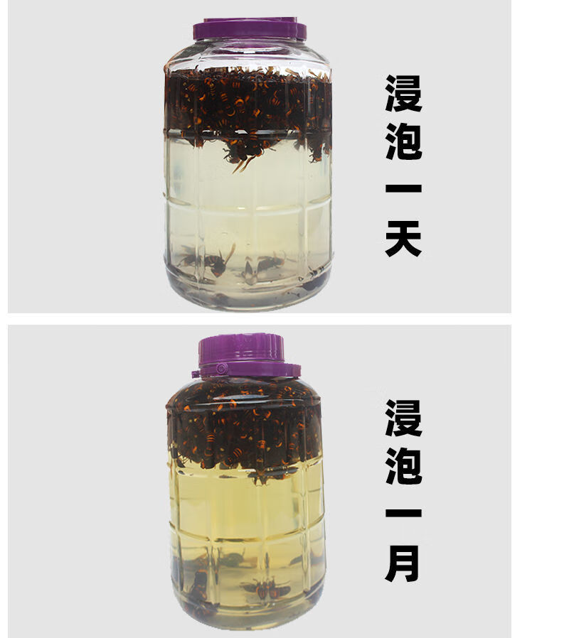 虎头蜂酒真的能壮阳吗？