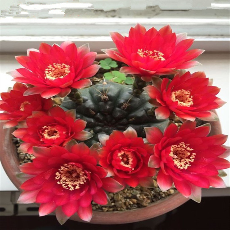 绯花玉开花仙人球仙人掌类稀有多肉花卉盆栽易活23绯花玉直径58厘米含