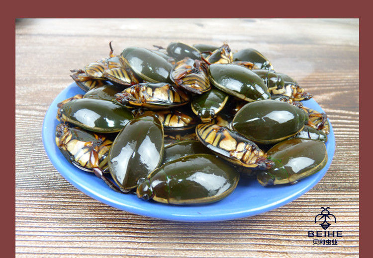 伟博龙虱金边龙虱花肚大龙虱鲜活直接冷冻很新鲜的射尿龟水老鳖虫食用