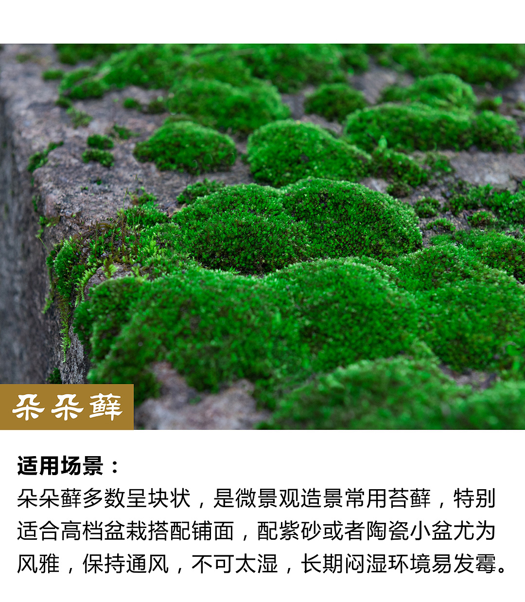 盆景鋪面假山青苔微景觀diy材料水陸缸吸水石白髮蘚朵朵蘚118cm5盒