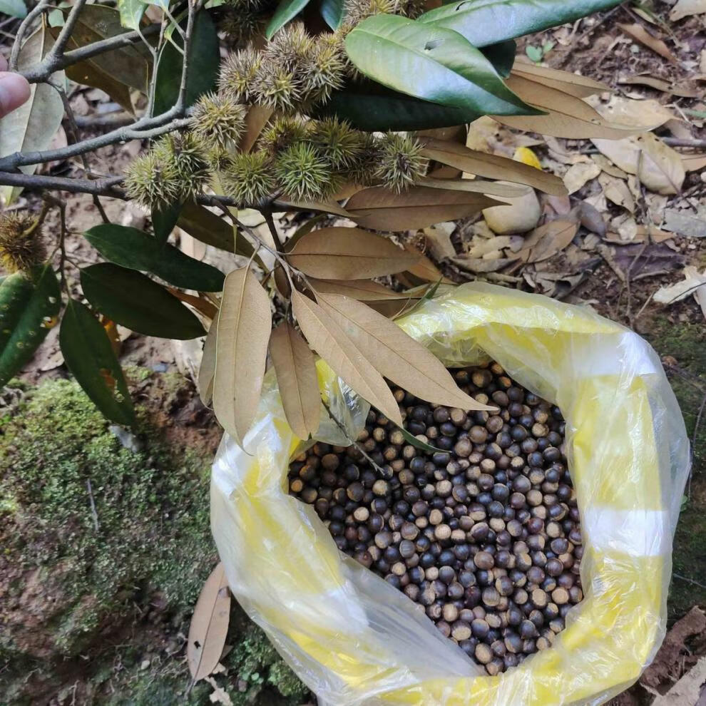 米锥栗子板栗小毛栗新鲜小板栗米椎栗榛子勾栗园子圆锥栗坚果 500克