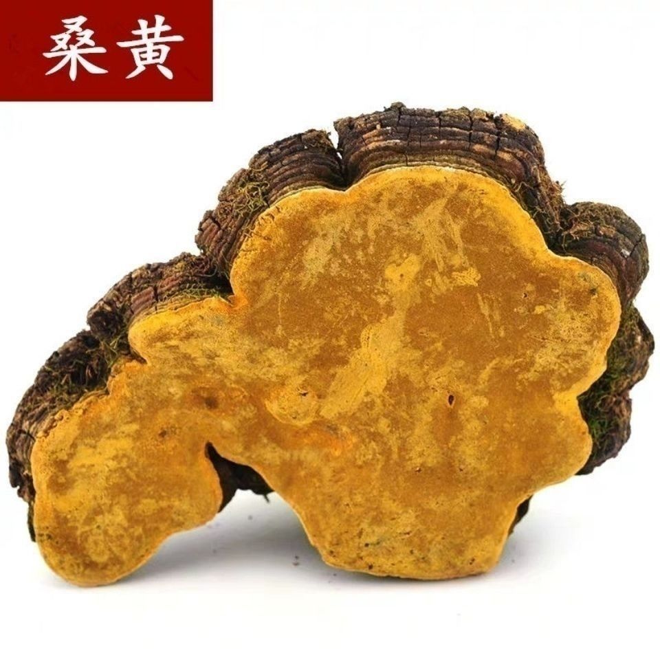 伟博桑黄西藏桑黄正宗金边桑树桑黄黄灵芝泡茶泡酒原料30年桑树桑黄