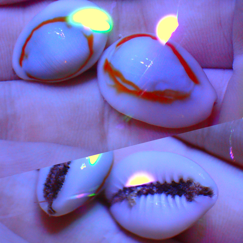 除藻螺活体活物牛眼螺角蝾螺食藻螺海水缸鱼缸除藻利器工具螺家养办公