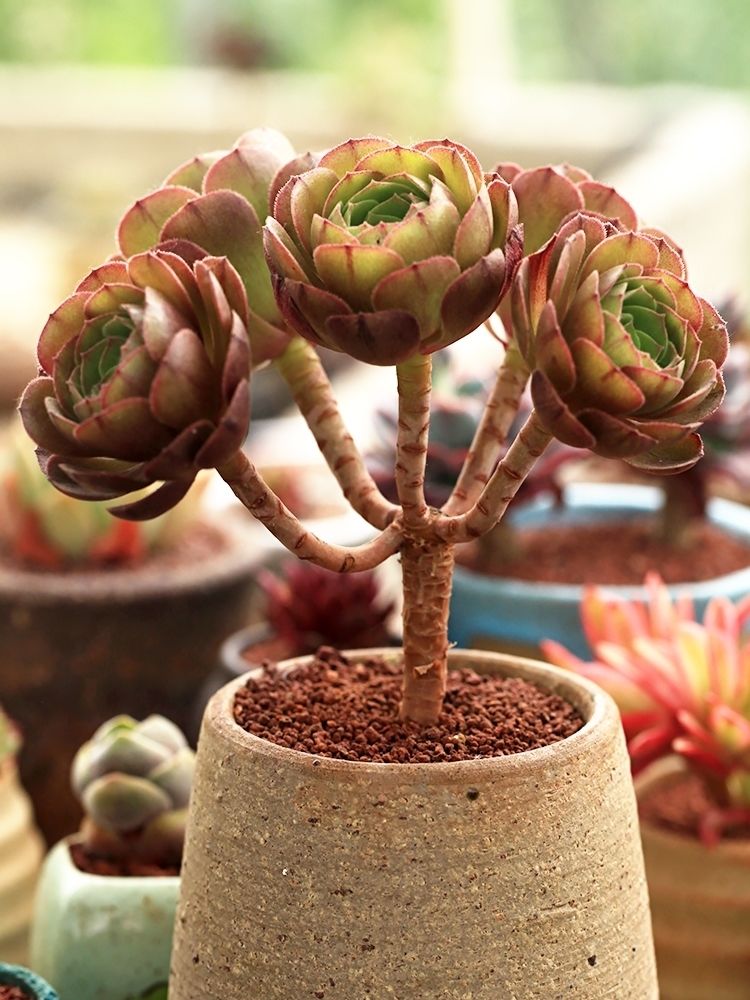 新品魔法师肉肉植物法师专拍套餐新手练手好养易活的多肉植物绿植花卉