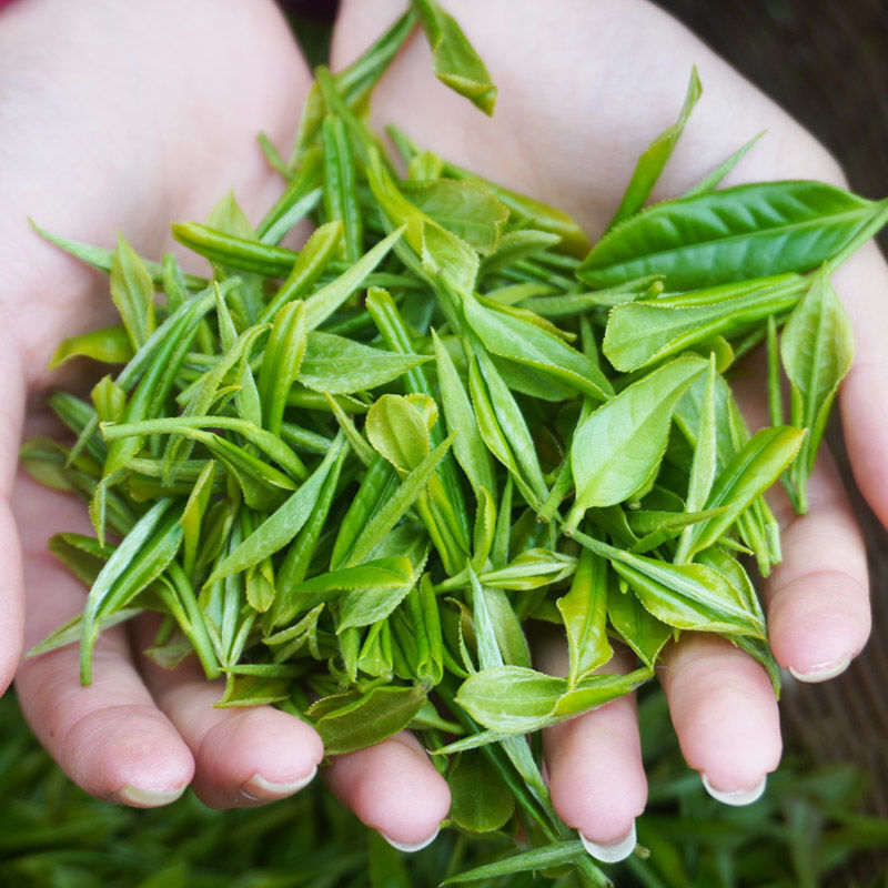 陕南明前陕西紫阳焕古富硒新茶毛尖绿茶翠峰银针 一级毛尖绿茶125克