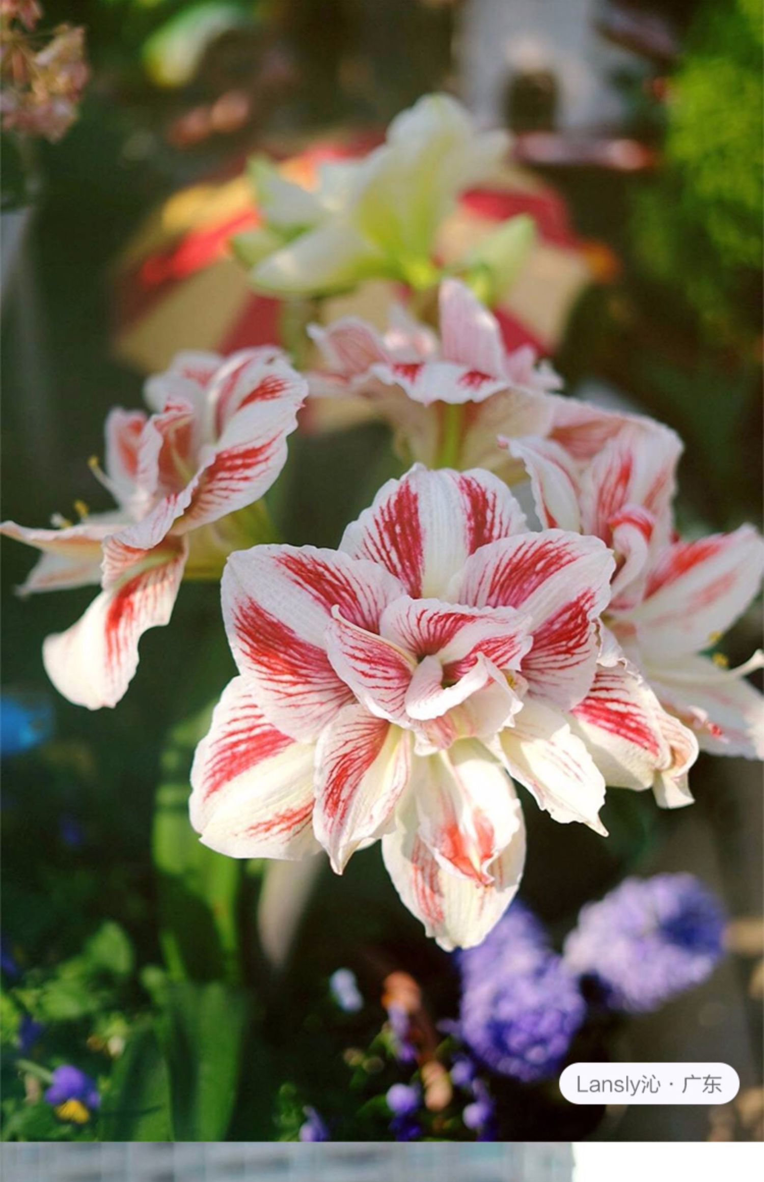 荷兰朱顶红重瓣单瓣洋朱顶红进口种球特大樱桃妮芙舞后阿弗雷 米娜瓦