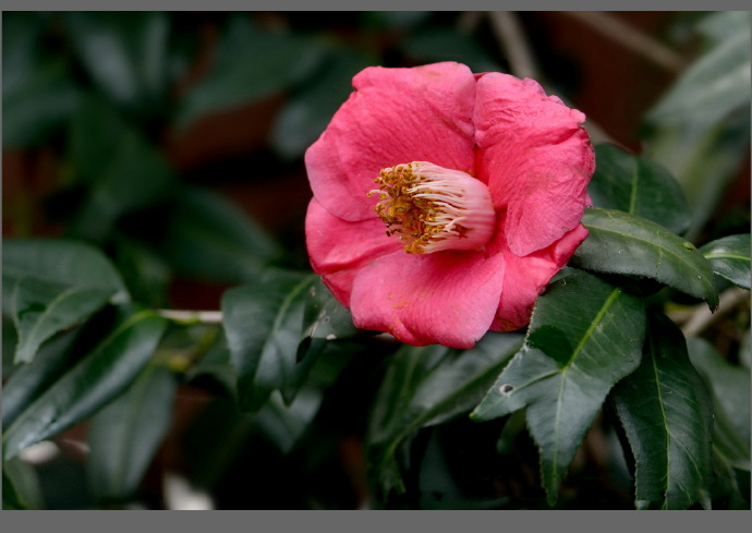 稀有名贵日本鱼尾椿山茶花盆栽四季室内花卉植物带花苞茶花苗树苗四季