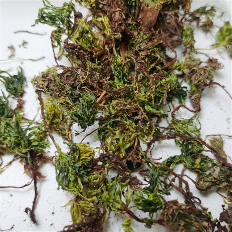 中药材回心草 茴心草 云南野生新货 铁脚一把伞 50克【图片 价格 品牌