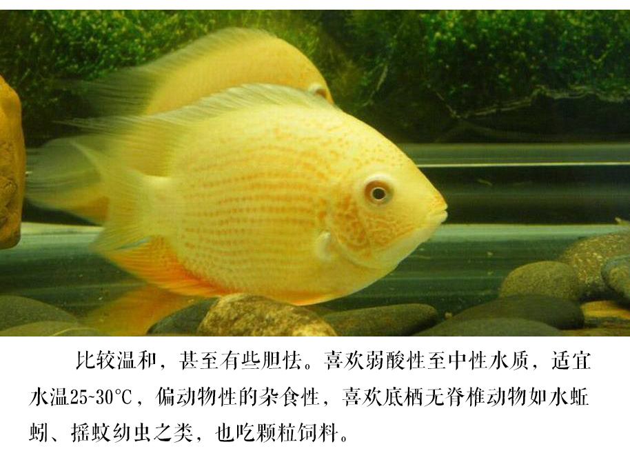 荣郁 金菠萝喷点菠萝鱼 热带鱼活体 水族宠物鱼淡水鱼中型鱼 活体鱼苗