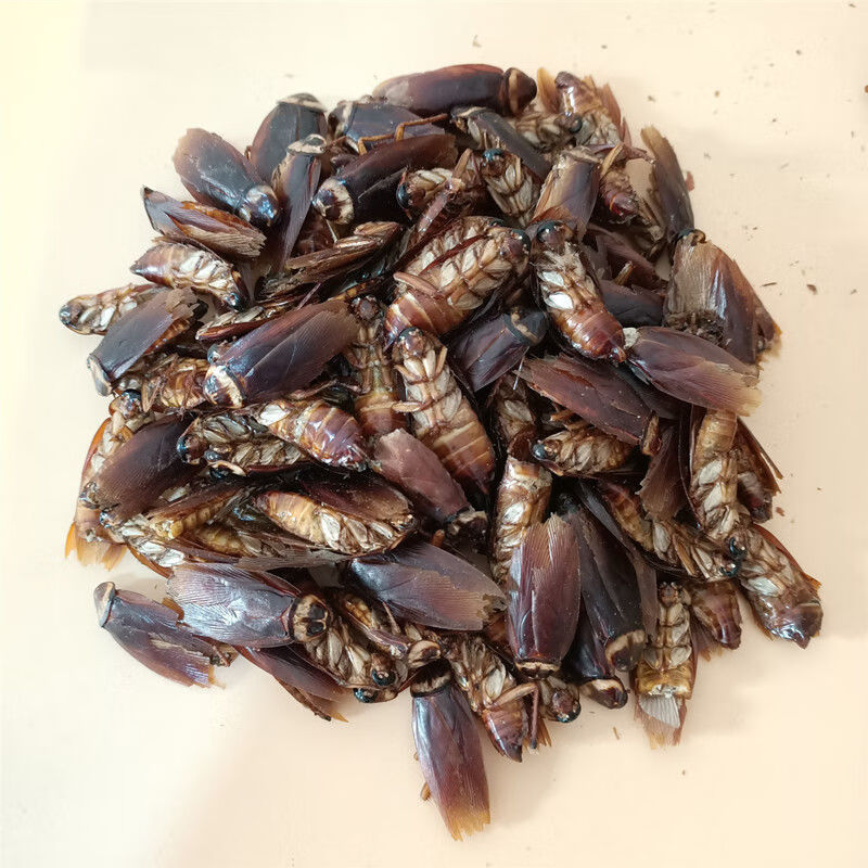 蟑螂干 中药材美洲大蠊 干蟑螂金龙鱼饲料蟑螂粉精粉家用药用 蟑螂干