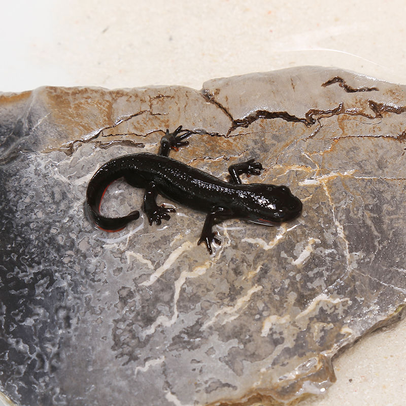 火龙鱼小娃娃鱼鱼苗冷水清洁鱼可爱宠物小型鱼淡水观赏鱼 小火龙27只