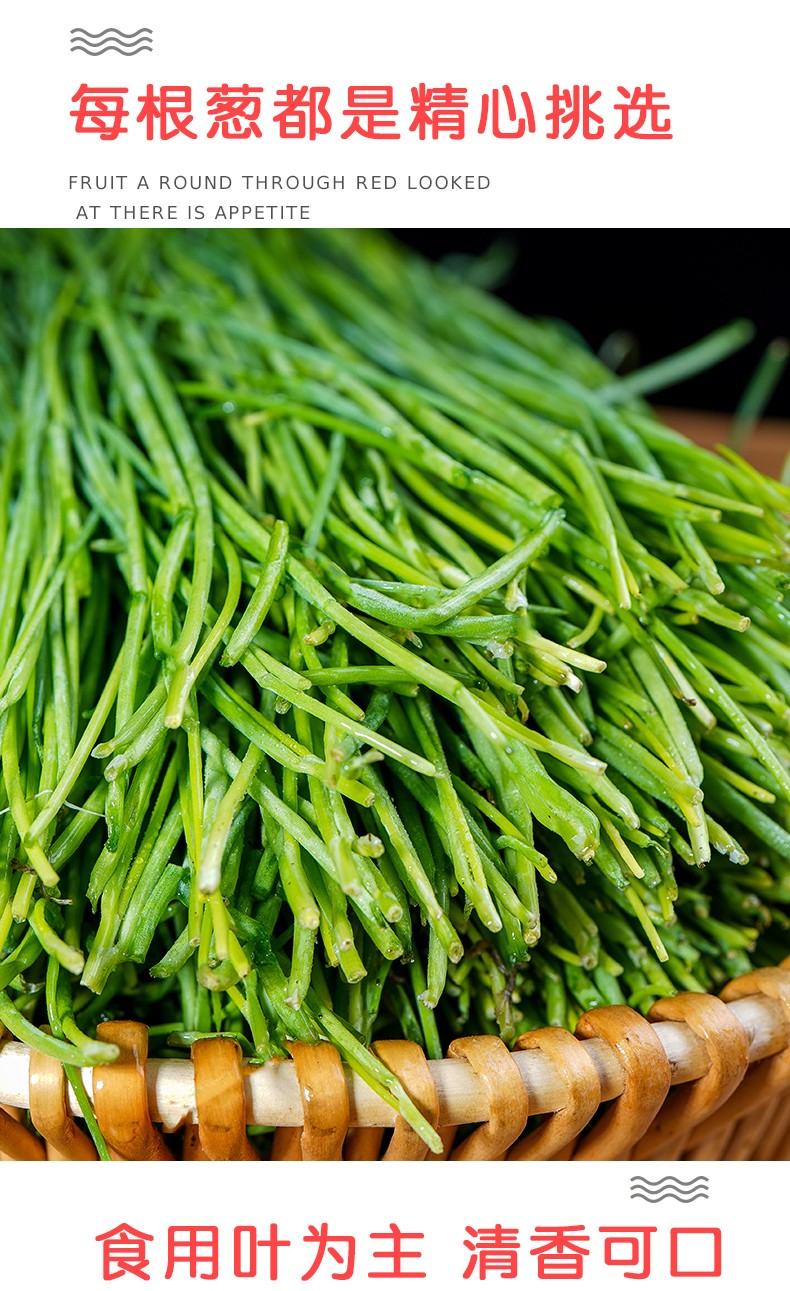 沙葱新鲜甘肃民勤特产现摘新鲜蔬菜农家自种小葱民勤沙葱15斤2500g