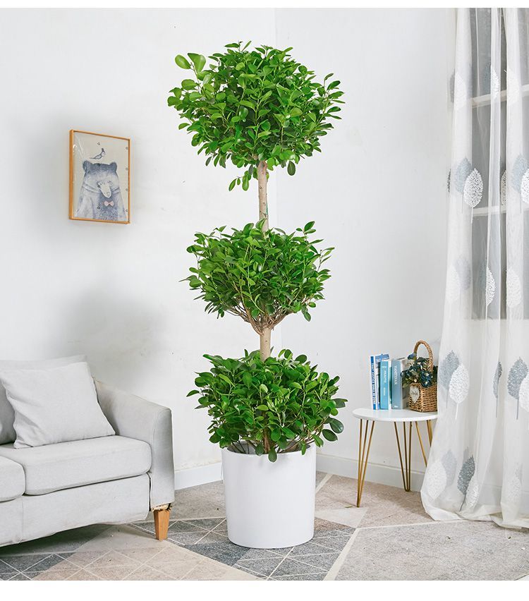 火山榕三层金钱榕盆栽办公室家居绿植植物 高150-160cm含胶盆 含盆