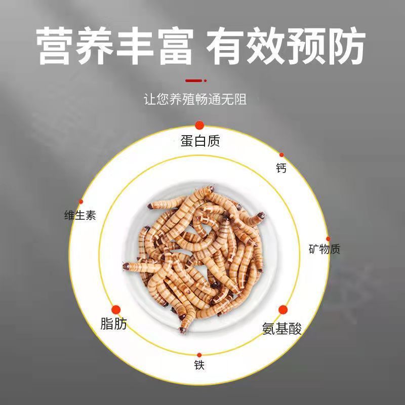 蛋白虫专用饲料养蛋白虫吃的营养粉养殖蛋白虫技术蛋白虫养殖 营养粉