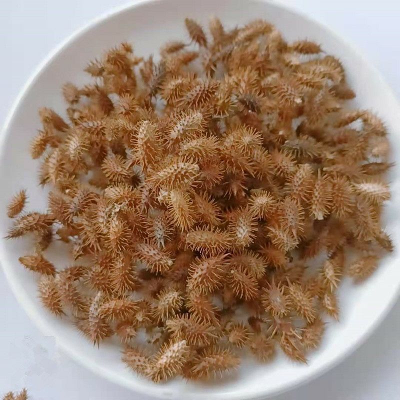 伟博新鲜苍耳子苍耳叶干货苍耳种子胡苍子牛虱子茶中药材带刺鼻塞