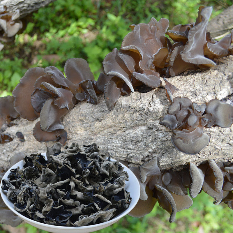 野生黑木耳干货农家土特产黑木耳无根椴木黑木耳干木耳50克试用装