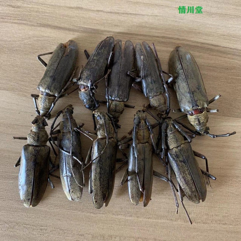 北京同仁原料堂天牛 天水牛 中药材 干蠰水牛 八角儿 牛角虫精选纯正