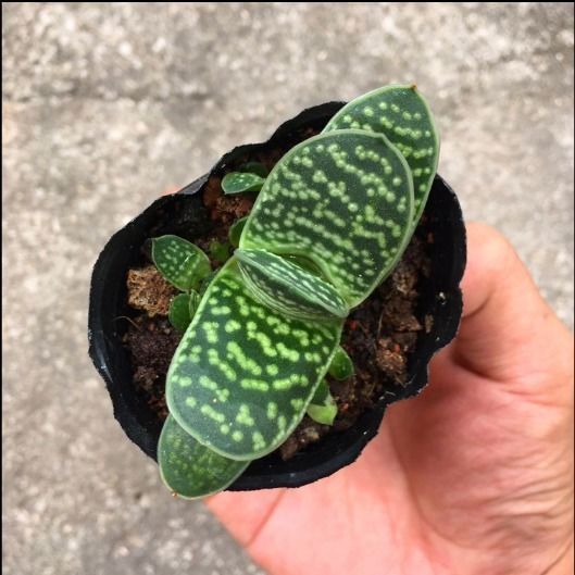 多肉植物子宝元宝花多肉易爆盆群生萌肉肉办公室创意花卉绿植盆栽