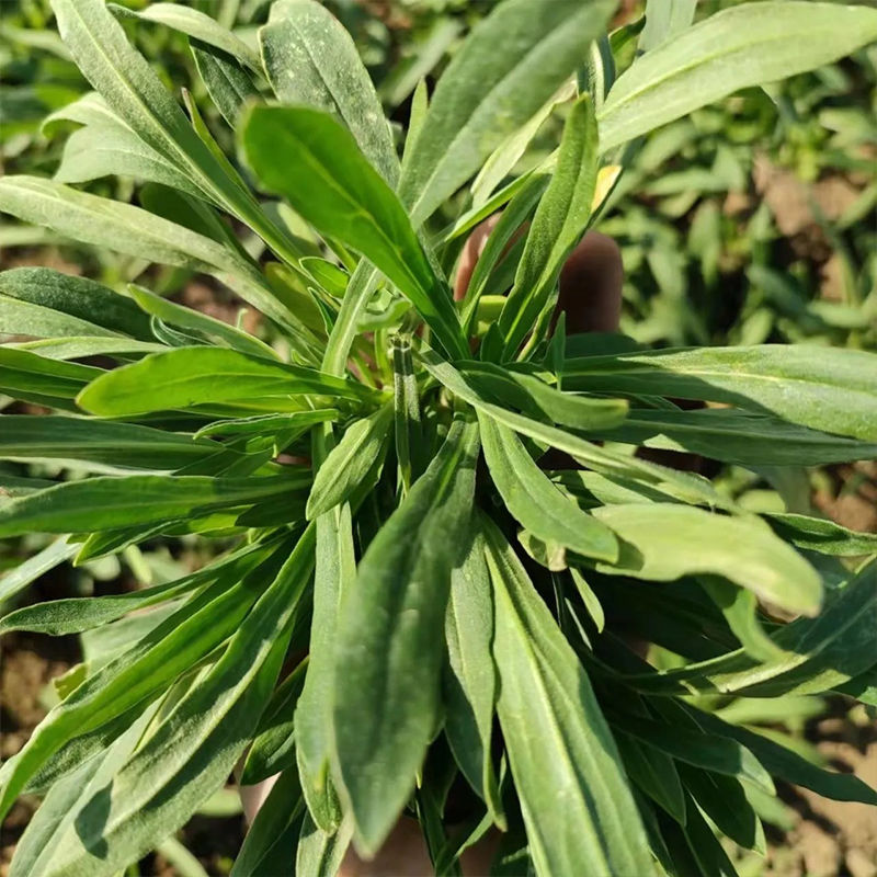 面条菜新鲜野生野菜羊蹄棵新鲜蔬菜现挖柳叶菜河南特产蒸菜羊蹄阔新鲜