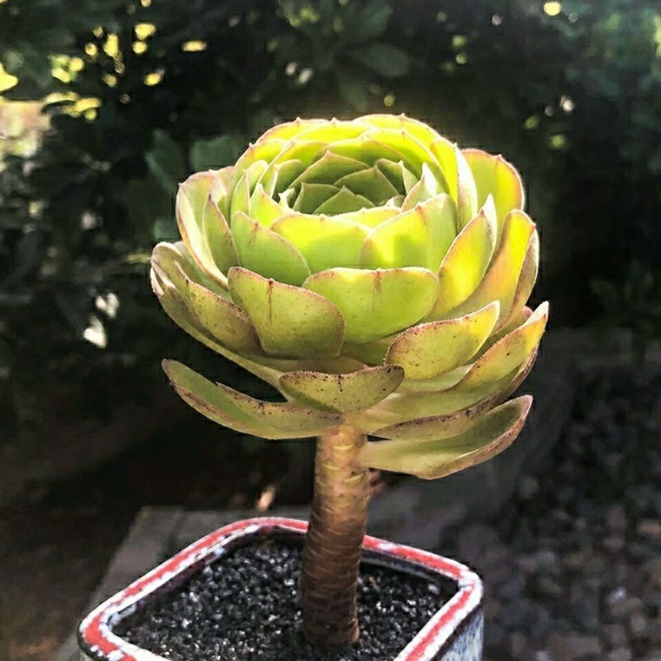 新品魔法师肉肉植物法师专拍套餐新手练手好养易活的多肉植物绿植花卉