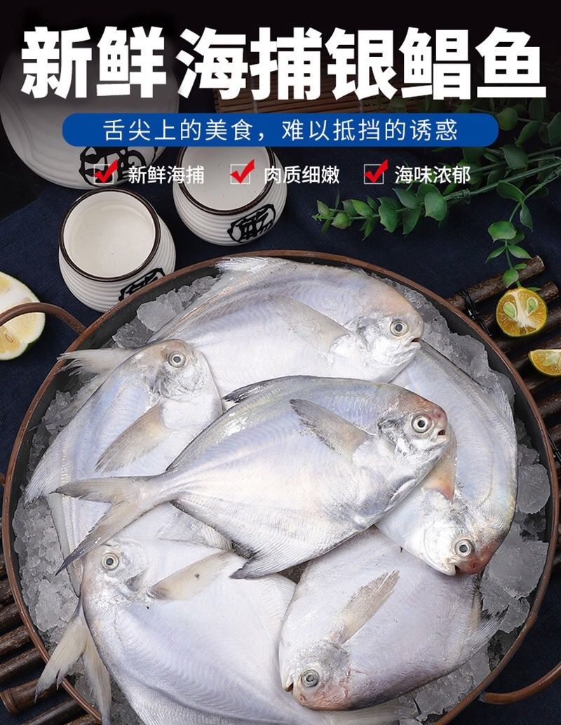 舟山银鲳鱼新鲜白鲳海鲜水产批发活鱼冰鲜平鱼整箱5斤装每斤67条关注