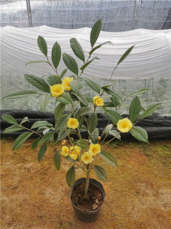 麦桑荷正宗防城金花茶毛瓣金花茶稀有名贵品种茶花盆栽树苗带花苞防城